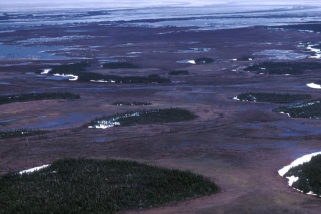 Innoko Refuge Wetlands Picture