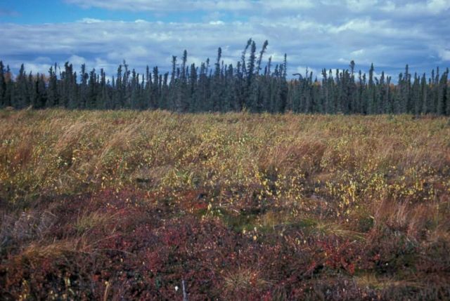 Kenai National Wildlife Refuge Landscape Picture