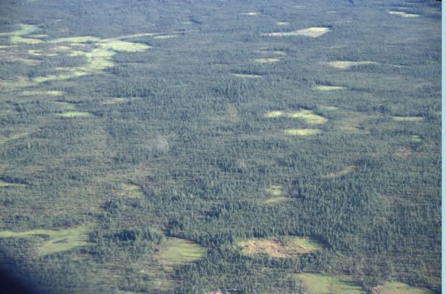 Black Spruce Forest Picture