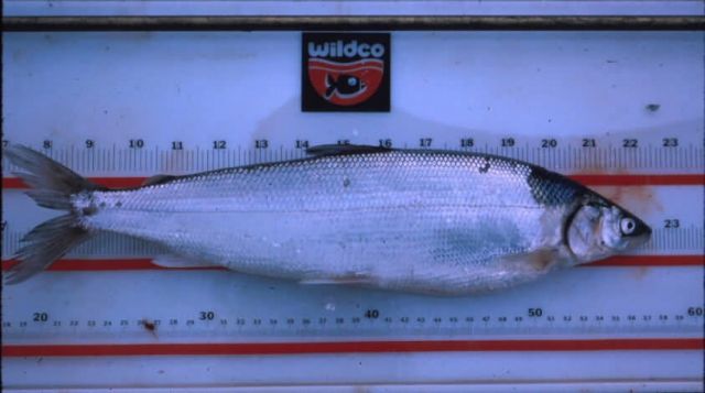 Arctic Cisco Picture