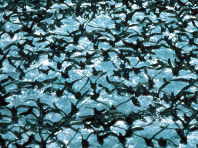 Unimak Pass Shearwater flock Picture