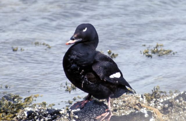 White-winged Scoter, Adak Island Picture