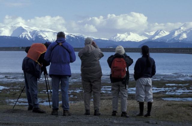 Kachemak Bay Shorebird Festival viewing station Picture