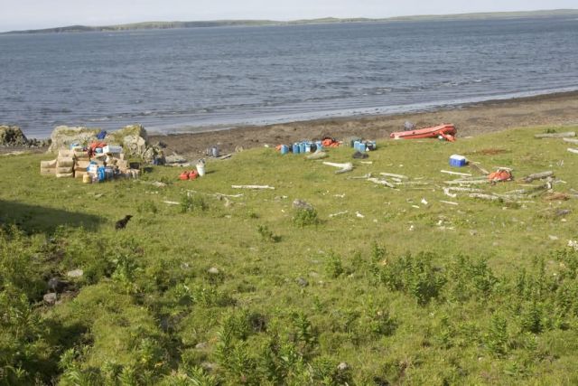 Sanak South fox camp Picture