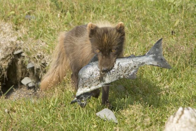 Sanak Island south Fox camp Picture