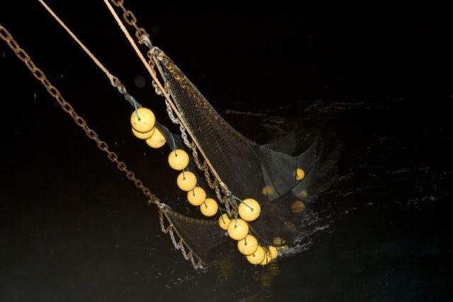 Forage fish trawl, Shumagin Islands Picture