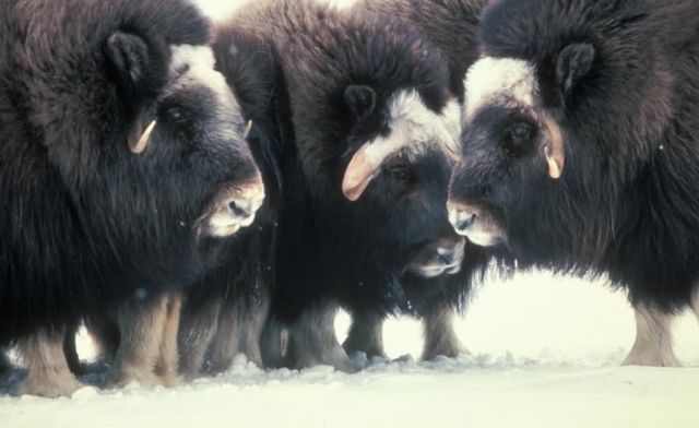 Muskox Up Close on Nunivak Island Picture
