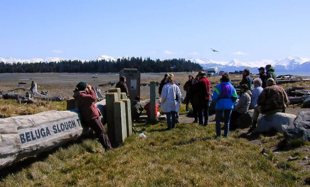 Kachemak Bay Shorebird Festival Birdwalk in Beluga Slough Picture
