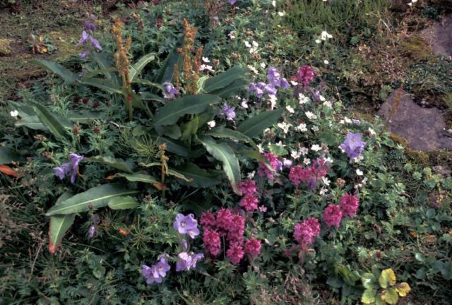 Hall Island wildflowers, Lousewort, Jacobs ladder Picture