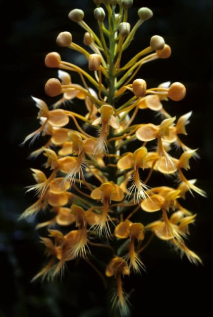 Yellow Fringed Orchid Picture