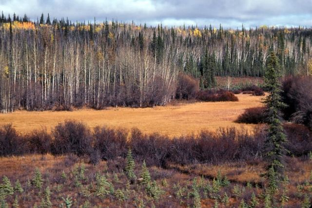 Tetlin National Wildlife Refuge Picture