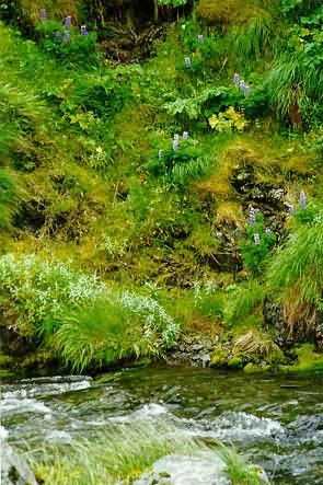 Adak Island, Lupines at Finger Bay Creek Picture