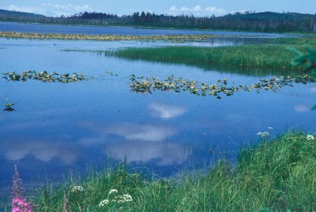 Watson Lake in Summer Picture
