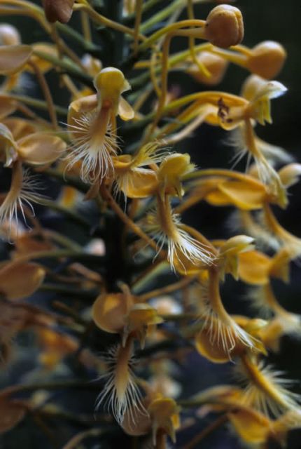 Yellow Fringed Orchid Picture