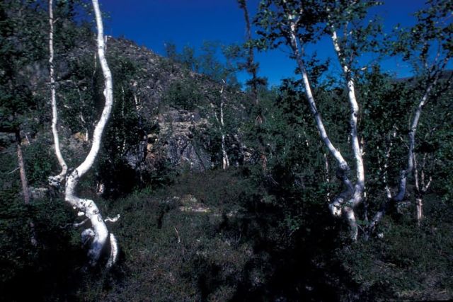 Kanuti Refuge Vegetation Picture