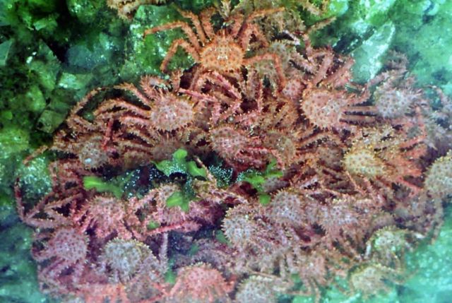 King Crab Pod Picture