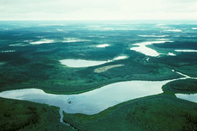 Yukon Flats Refuge Wetlands Picture