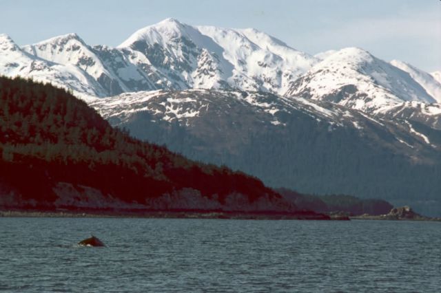 Humpback Whale Breaching in Southeast Alaska Picture