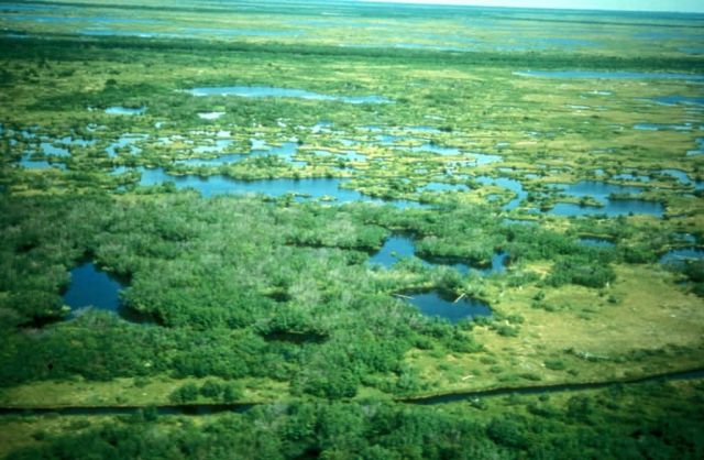 Tundra in Summer Aerial View Picture