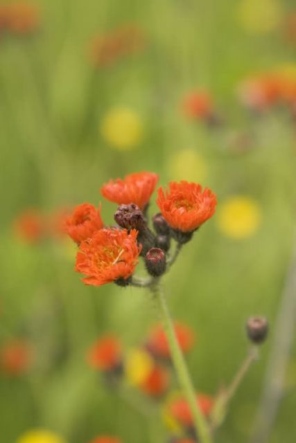 Orange Hawkweed, Sand Point, Alaska Picture