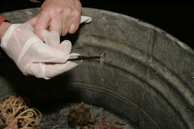 forage fish research, Shumagin Islands Picture