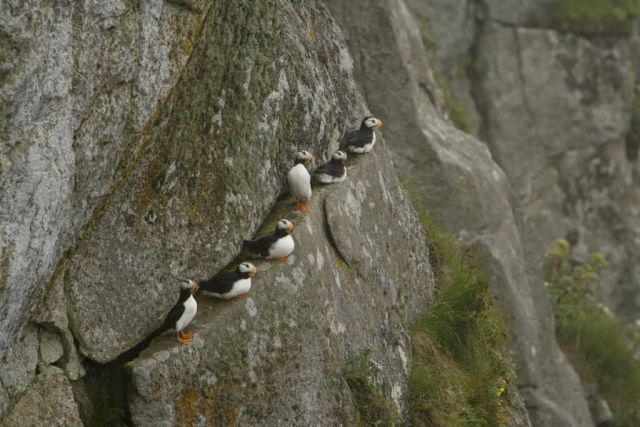 Chowiet Island Horned Puffins Picture