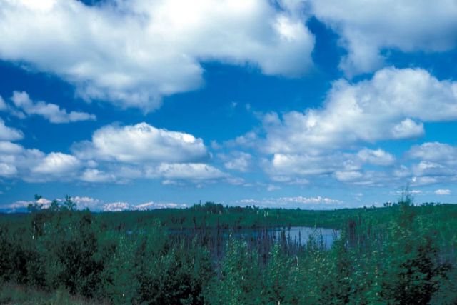 Kenai Wetlands Picture