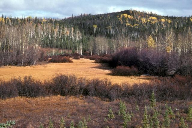 Tetlin National Wildlife Refuge Picture