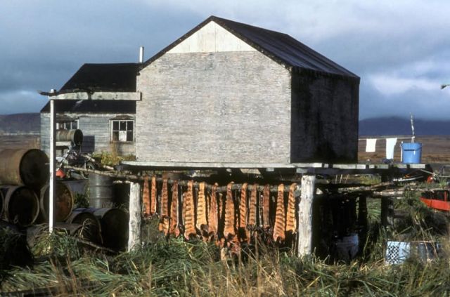 Fish Drying in Village of Togiak Picture