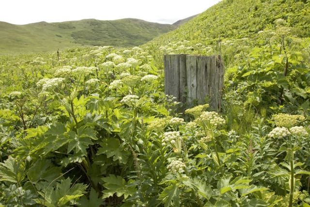 Bendel Island plant life Picture