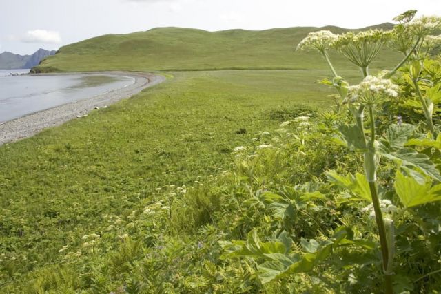 Bendel Island coastline Picture