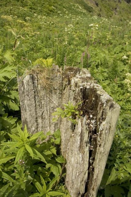 Bendel Island stump Picture