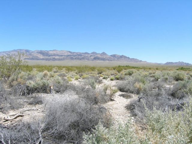 Desert Environment in the Desert National Wildlife Refuge Picture