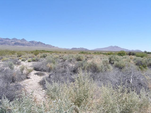Desert Environment in the Desert National Wildlife Refuge Picture