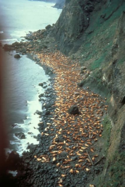 Ugamak Island, Stellers Sea Lion rookery, 1967 Picture