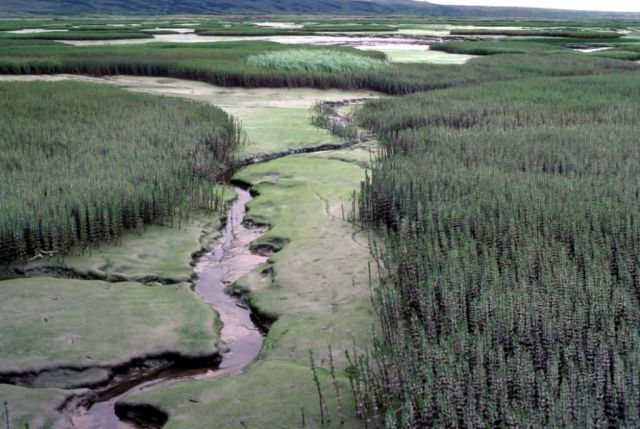 Fokechik Bay Wetlands Picture