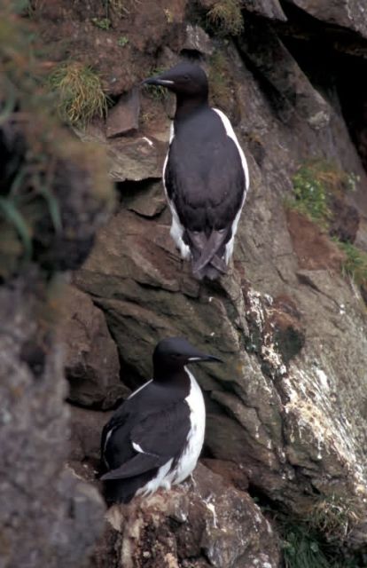 Thick-billed Murres on Hall Island Picture