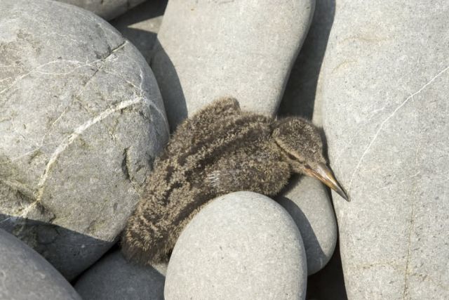 gull chick on Bendel Island, (Shumagins) Picture