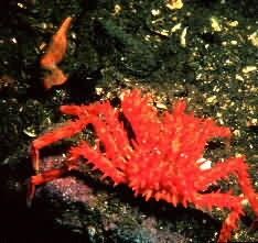 Crab Tanner Picture