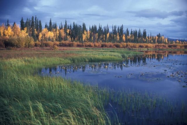 Kanuti Lake Fall Colors Picture