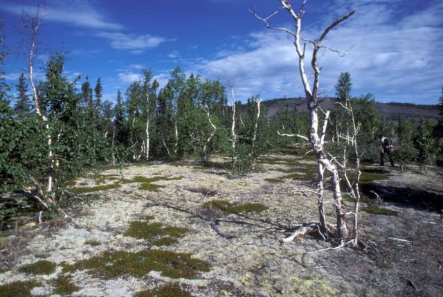 Kanuti Refuge Vegetation Picture