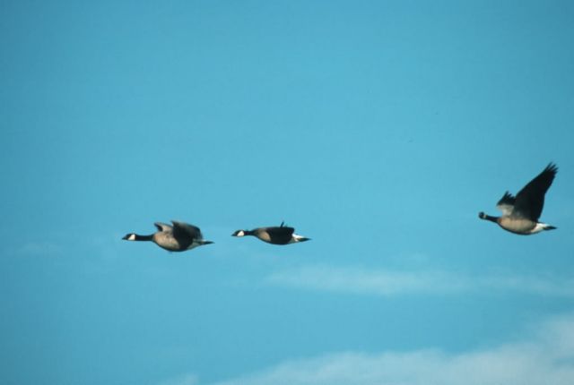 Canada Goose Trio in Flight Picture