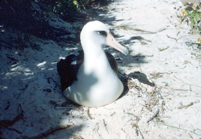 Laysan Albatross Picture