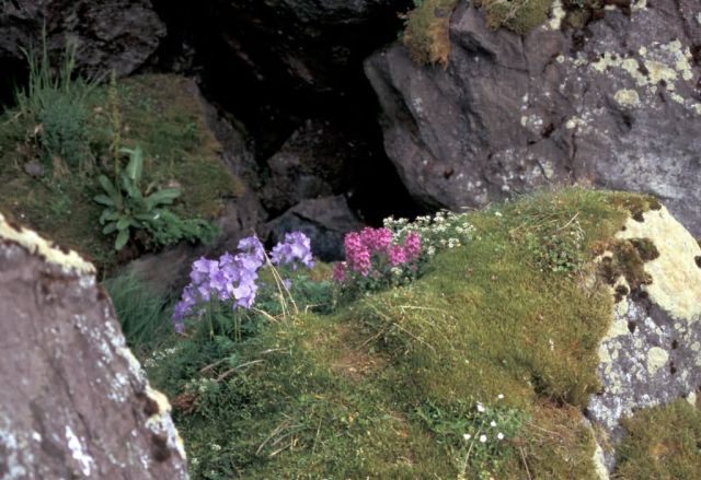 Hall Island Jacobs Ladder and Lousewort in auklet colony Picture