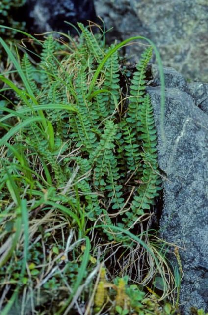 Aleutian Shield Fern Picture