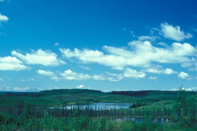 Kenai Wetlands Picture