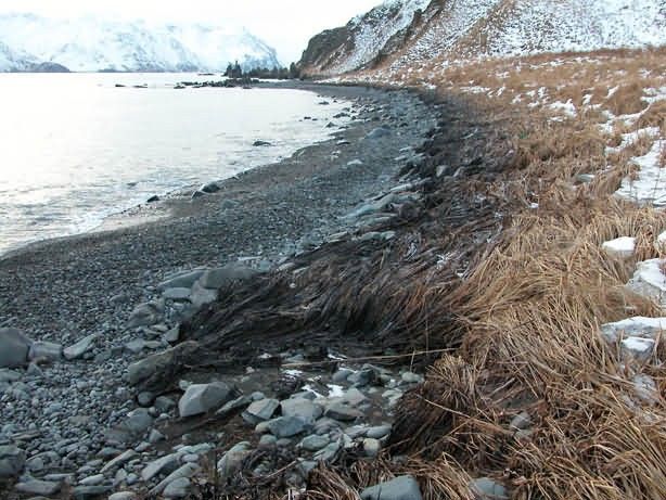 M/V Selendang Ayu Oil Spill Unalaska 2004 Picture