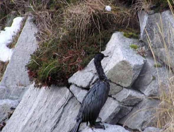 M/V Selendang Ayu Oil Spill Unalaska 2004 Picture