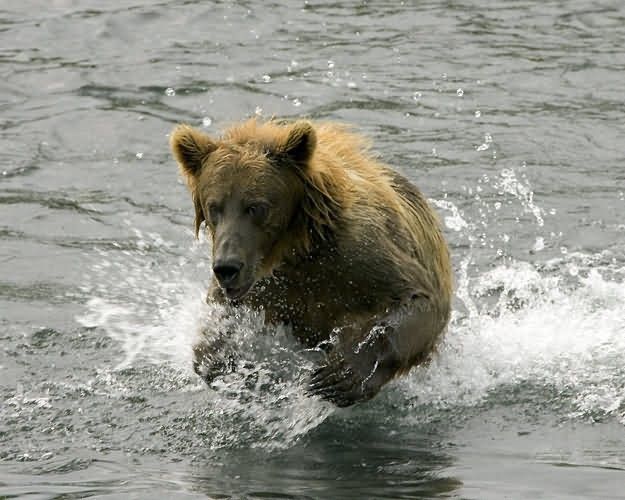 Brown Bear in Stream Picture