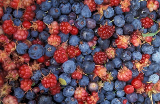 Alaska Wild Berries Picture